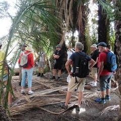 Im Palmenhain des Apollon