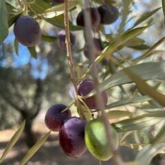 In diesem Olivenhain finden nun in den nächsten zwei Wochen die Bildhauerkurse statt.