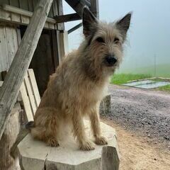 Vielleicht ein Modell im nächsten Kurs!? Ein Hund aus Magdeburg setzt sich in Pose ;-)