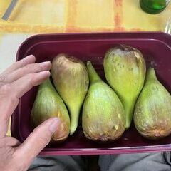 Ein Kursteilnehmer hatte riesige Feigen aus seinem südbadischen Garten mitgebracht. Der Klimawandel läßt grüßen !!
