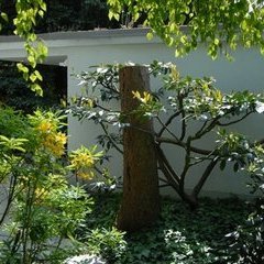 Der Baumstamm in situ Der Baumstamm in situ